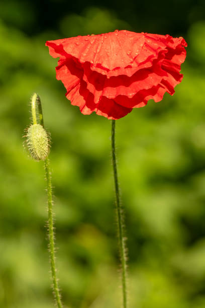 red flowering poppy plant with bud