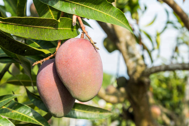 istock the mango trees in the orchard of Taiwan. 2153803256