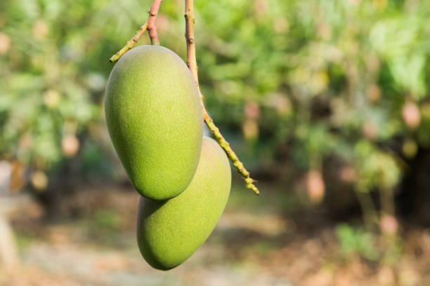 Close-up of the mango fruits on the mango tree in Tainan, Taiwan.