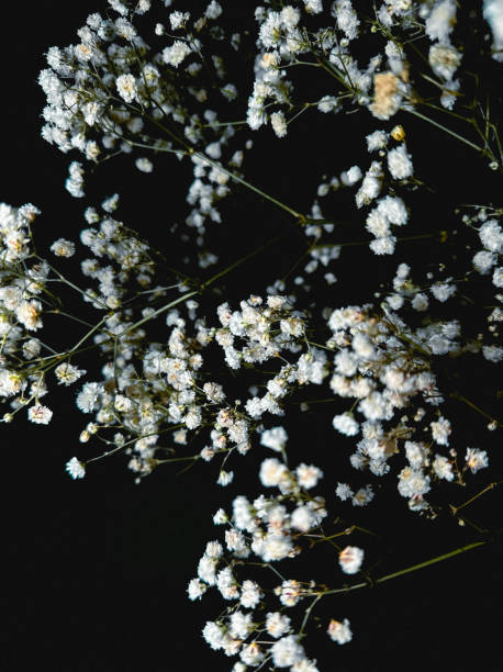 istock White Baby's Breath Flowers on a Dark Night Background 2153805221
