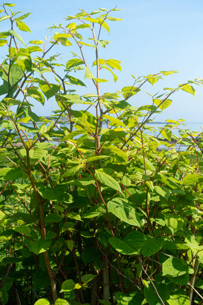 A clump of Japanese Knotweed (Reynoutria japonica, aka Fallopia japonica, aka Polygonum cuspidatum), a highly invasive plant, growing at the side of the coastal road through Craighouse, Isle of Jura, Scotland.