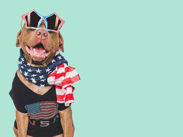 istock Cute dog, sunglasses and American Flag. Studio shot 2153809526
