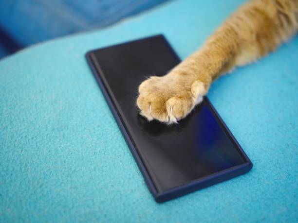 istock Close-up of ginger cat using mobile phone on the sofa. 2153810626
