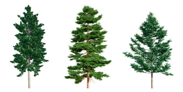 istock Set of coniferous trees isolated on white background. 3D render. 2153811167