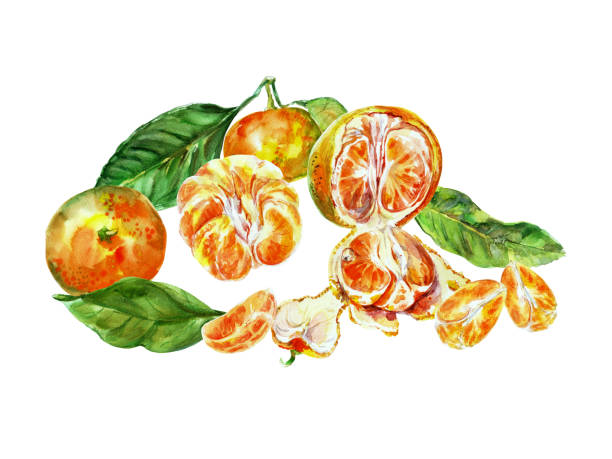 istock Tangerine painting template of orange fruit with leaves. Watercolor hand-drawn elements. Isolated on white background. Delicious fruit clip-art illustration. Used on labels, napkins, towel, tableware 2153812464