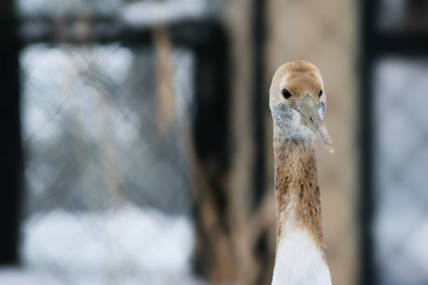 Close-up of a crane bird with a blurred background.