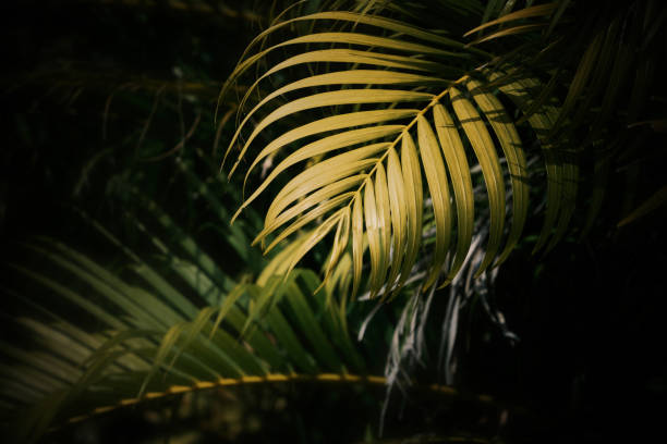 istock The palm leaves in the sun 2153812576