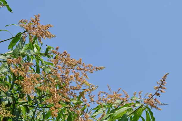 Mango flowers in the blue sky