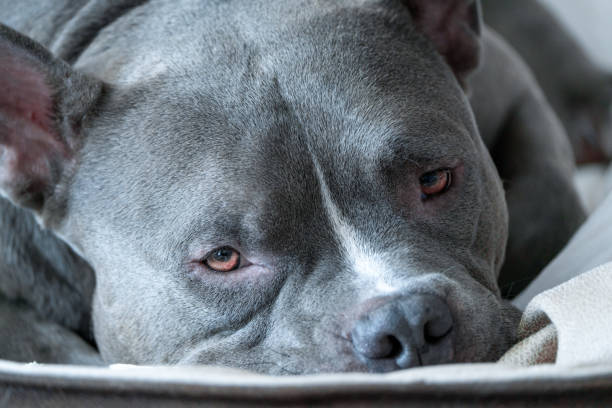 istock American Bully dog on the grey background 2153814732
