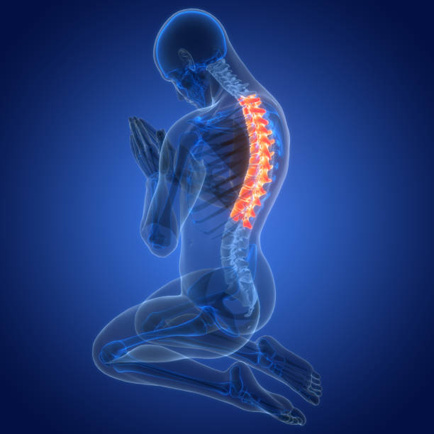 istock Spinal Cord Vertebral Column Thoracic Vertebrae of Human Skeleton System Anatomy 2153816151