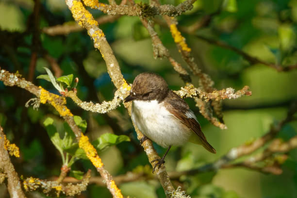 istock European pied flycatcher on an old apple tree 2153816676