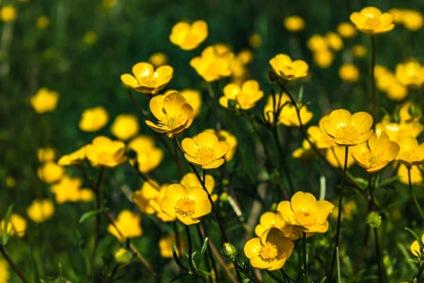 istock Buttercup or creeping buttercup in a garden in spring, ranunculus repens 2153820017