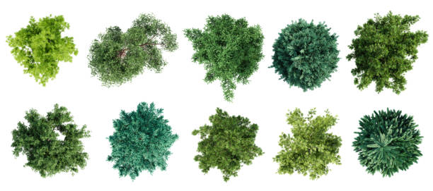 istock Top view of various types of coniferous trees isolated on white background. 3D render. 2153820032