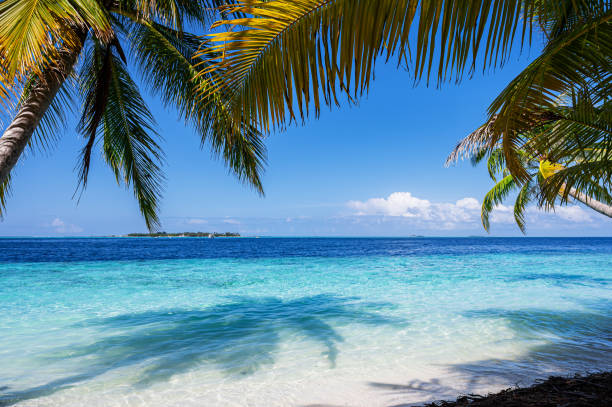 istock Palm trees on tropical beach in the Maldives Islands 2153821025