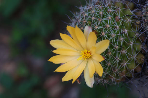 istock Mammillaria beneckei cactus with blooming flower spikes tree 2153821309
