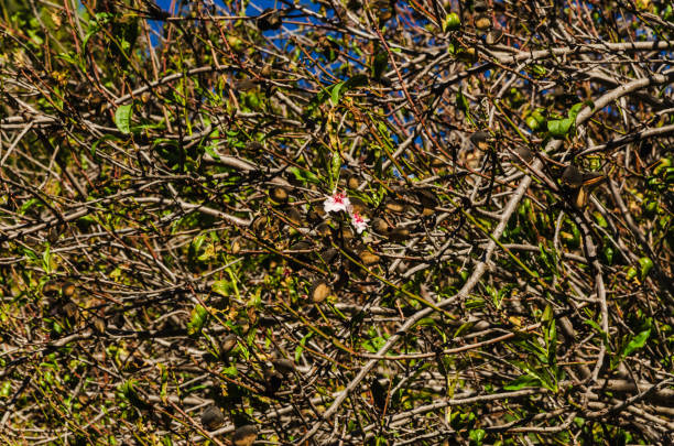 A single white flower with pinkish hues blooms in isolation among a dense network of intertwining, leafless brown branches against a vivid blue sky