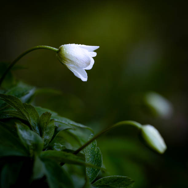 Wood Anemone. White flower on green background