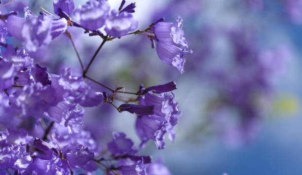 istock Flowers of blue jacaranda, Jacaranda mimosifolia 2153821905