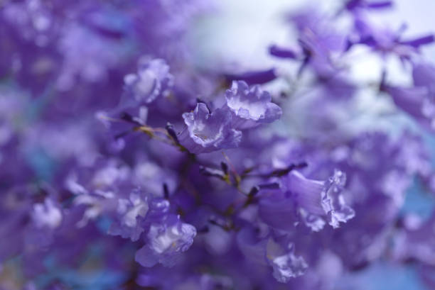 Flowers of blue jacaranda, Jacaranda mimosifolia, macro background