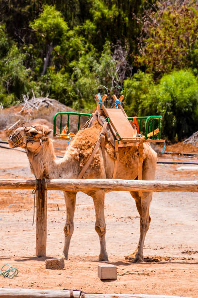 istock A camel is standing in a field with a green saddle on its back 2153823129