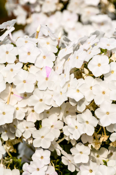 istock A bunch of white flowers with yellow centers 2153823189