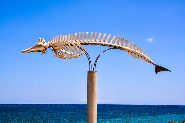 istock A skeleton of a whale is on a pole next to the ocean 2153823194