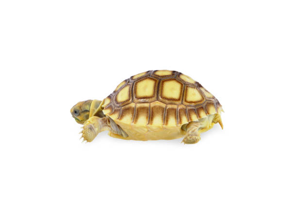 istock Baby Sulcata Turtle isolated on white background. 2153823280