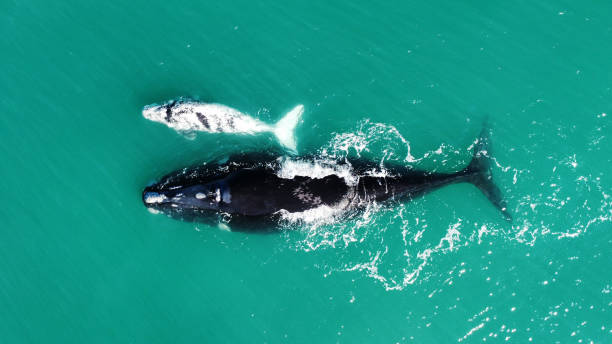 A mother Southern Right Whale swimming with her all-white calf in clear blue water