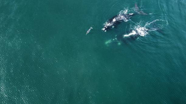 Two Southern Right Whales swimming in the open ocean with a dolphin