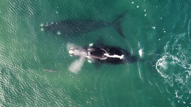 Two Southern Right Whales swimming together with one taking a deep breath