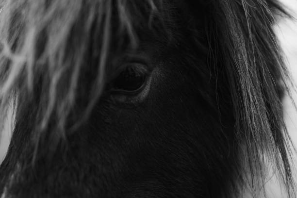 istock Close up of pony 2153824806