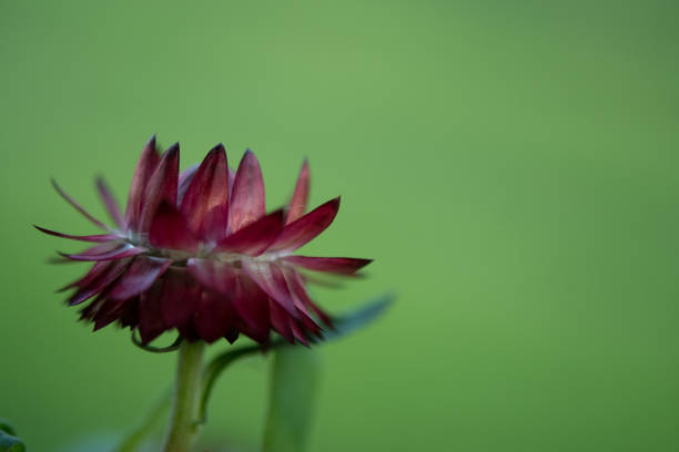 Red Strawflower with petals pointing up and down