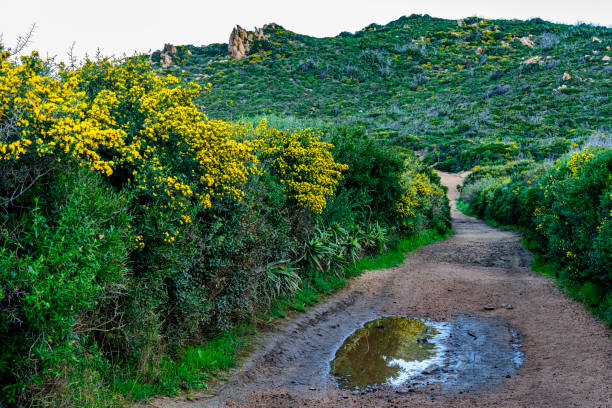 sentier de randonnée en Corse au printemps