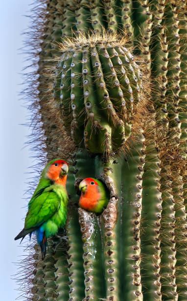 rosy faced lovebirds in a cactus