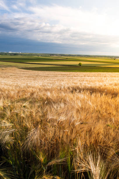istock Panoramic view of a wheat field 2153827859