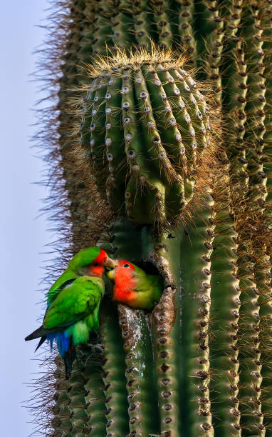 istock rosy faced lovebirds in a cactus 2153827914