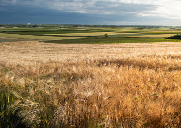 istock Panoramic view of a wheat field 2153828046