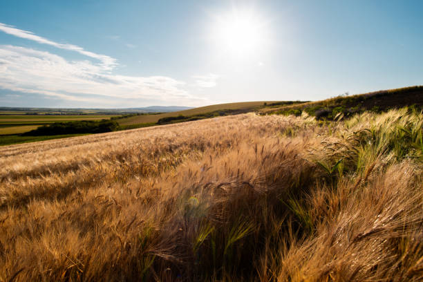 istock Panoramic view of a wheat field 2153828070