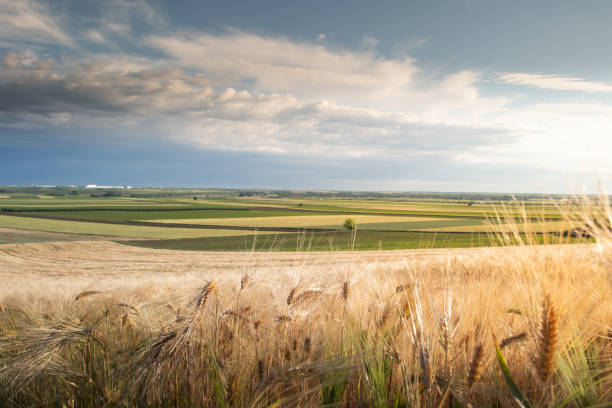 Panoramic view of a wheat field