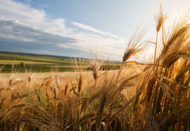 istock Panoramic view of a wheat field 2153828255