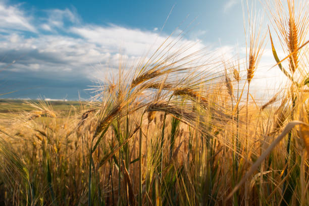 istock Panoramic view of a wheat field 2153828489