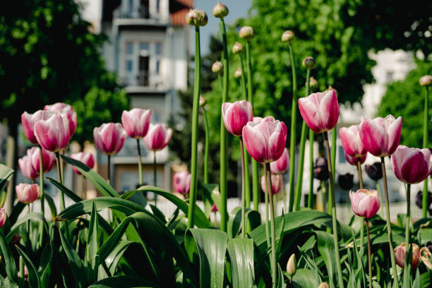 Low angle view of pink flowers in the garden