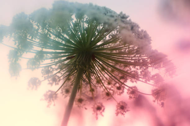 Close up of Daucus Carota flower