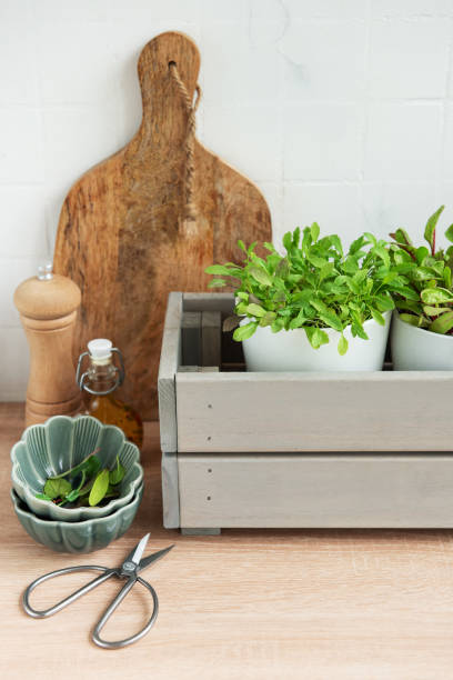 istock Fresh Herbs Grown in White Pots Inside a Gray Wooden Box in a Kitchen Setting 2153831681