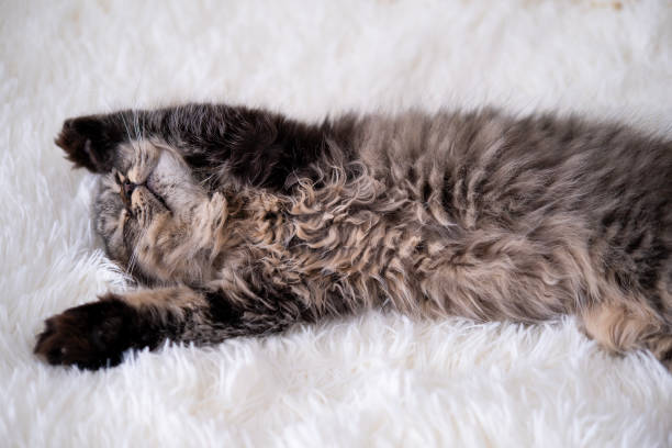 istock a small fluffy gray cat lies on a white blanket 2153832191