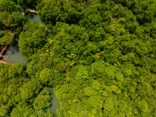 istock Aerial view Drone camera rainforest trees ecology with healthy environment concept and summer background 2153832709