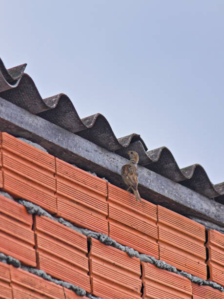 istock young sparrow looking curiously under the roof. 2153833925