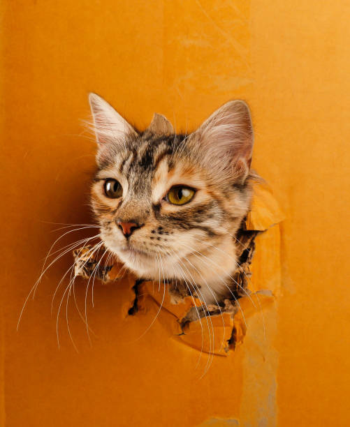 istock cat peeking out of a box 2153834080