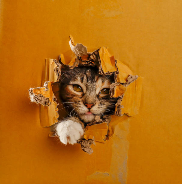 istock cat peeking out of a box 2153834115