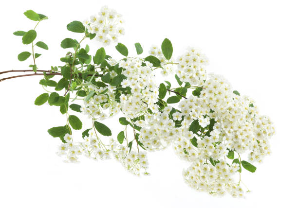 istock Branch of flowering shrub Spiraea nipponica isolated on white background. 2153835105